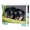 Psi Yorkie puzzle od 99 dijelova