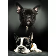 Psi Bulldog polarno pokrivač 100x140cm