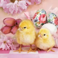 Uskrs Lovely Chickens salveta 20 kom 33x33 cm