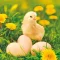 Uskrs Chicken with Eggs salveta 20 komada 33x33 cm